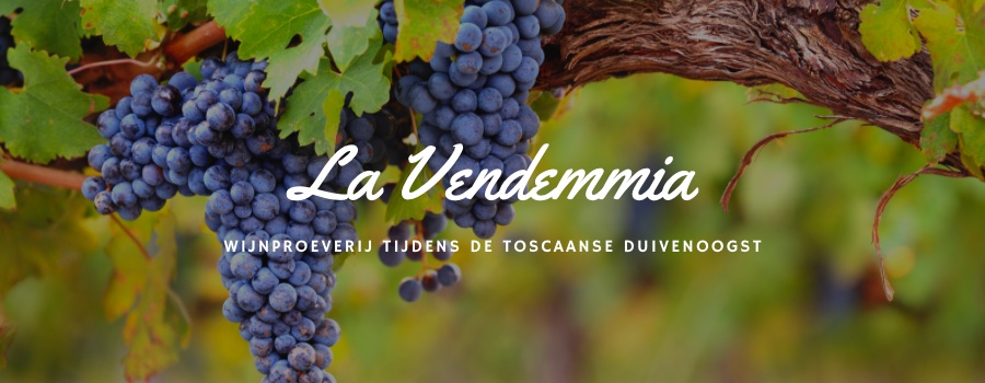 Ga wijn proeven tijdens de druivenoogst in Toscane